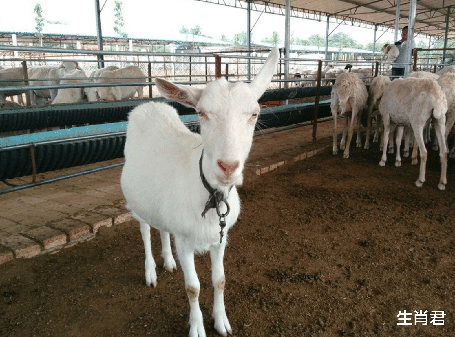 |能力出众的属羊人,会在职场中遇到自己的伯乐,从此一飞冲天