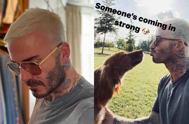 维多利亚·贝克汉姆|46岁贝克汉姆染白发自拍，与爱犬亲嘴！无死角颜值，越老越帅