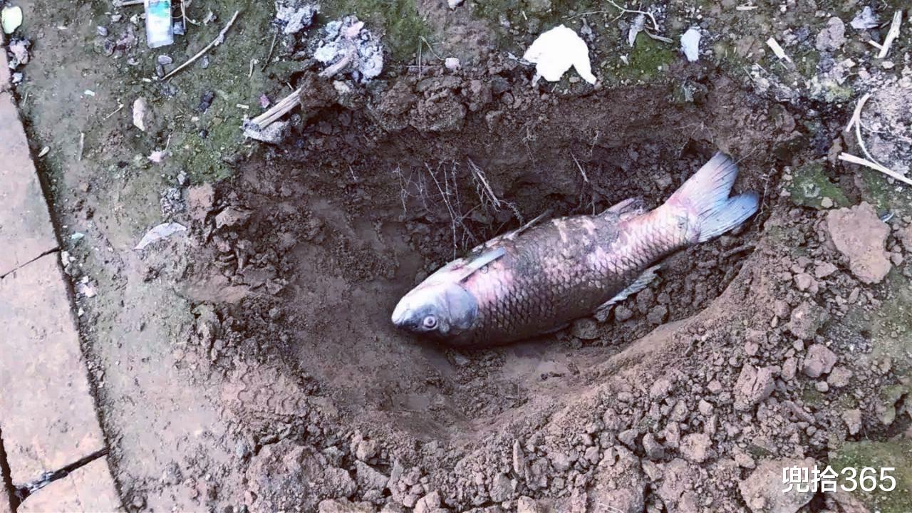 湖南|湖南一男子钓鱼玩出新花样，鱼获拿来沃肥种花，网友：种鱼得鱼？