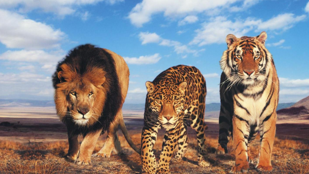 花豹 同等体型下，猫科和犬科谁的战斗力更强，北美灰狼能打赢花豹吗？