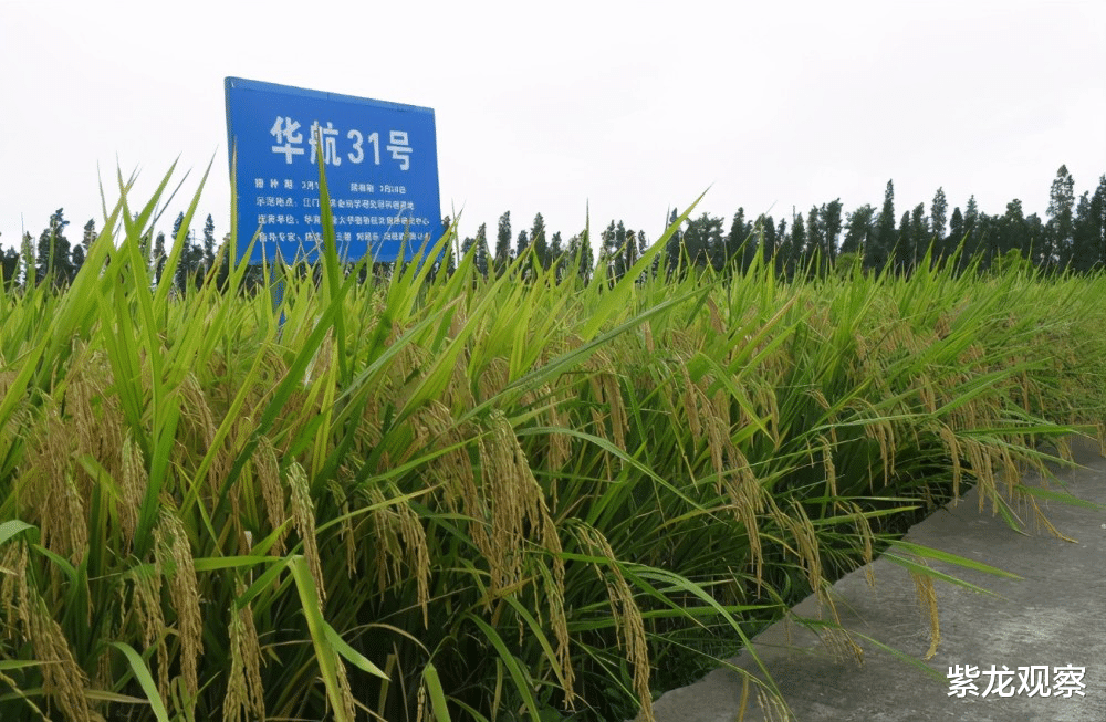 航天 神舟飞船升天都要带种子，中国航天为何这么做？背后是2000亿市场