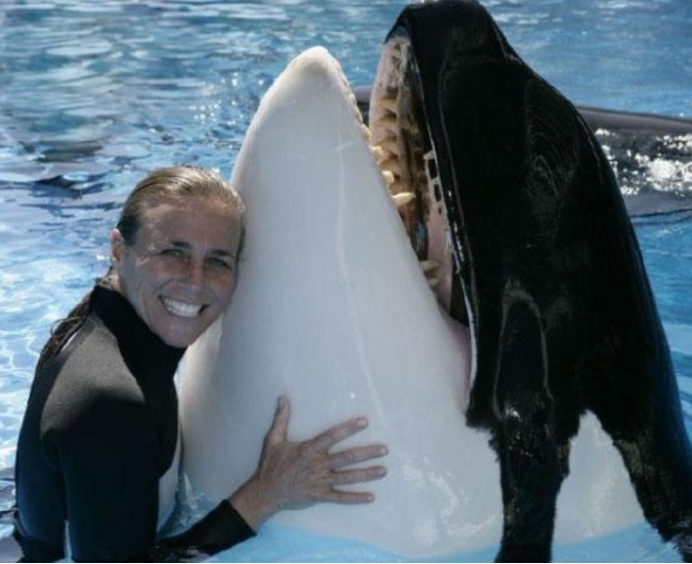 濒危物种 虎鲸为什么喜欢逗人类？连大白鲨都敢攻击，唯独喜欢保护人类