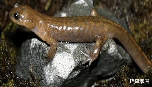 太空 普雄原鲵：虽然长得像条鱼，但我可是正宗的两栖动物