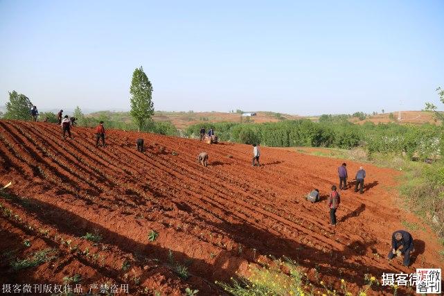 摄客微刊 全国独家新品茶落户小山村，每斤不低3000元，当地告别无茶叶历史