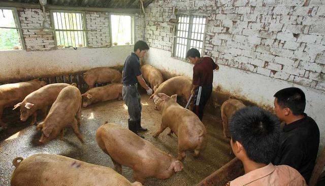 生猪价格|二次猪肉收储，猪价不涨反跌说明了什么？下半年，2方面要注意