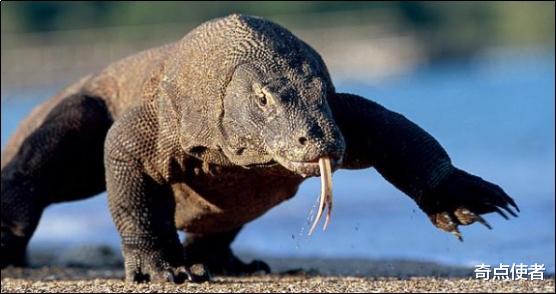  全球仅剩3000头？处于食物链顶端的巨兽，为何会走到濒临的地步？