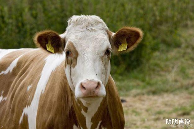 明明再说 属牛人四月命宫中有“龙符”吉星护佑