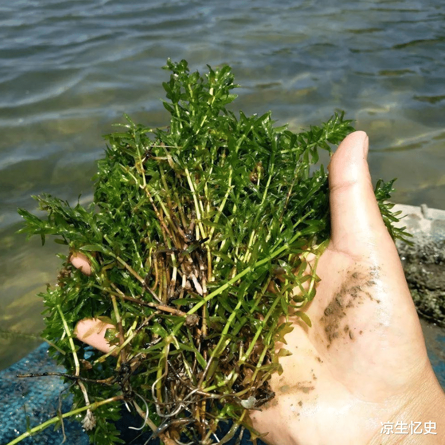 河南|河南老人钓到一只“乌龟”，龟背插4箭，专家乐了：这龟价值不菲