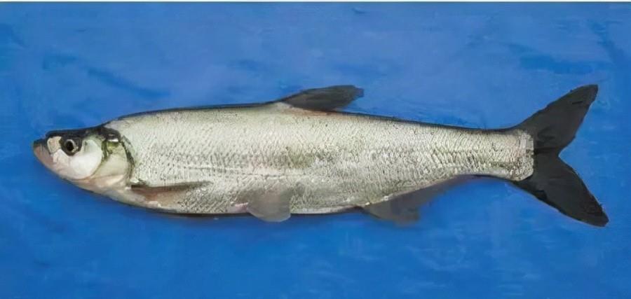 非法捕捞|为何“泥鳅钓鱼”被禁止？难道仅仅因为钓得多？并非如此