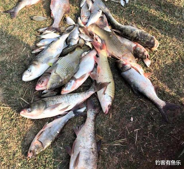 鲢鳙|垂钓大鲢鳙，钓组这样搭配可爆竿；钓草鱼重视这点细节，渔获翻倍