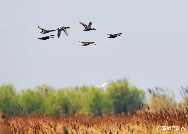 前湾房产动态 杭州湾新区全面融入长三角一体化发展,高效发挥自带优势