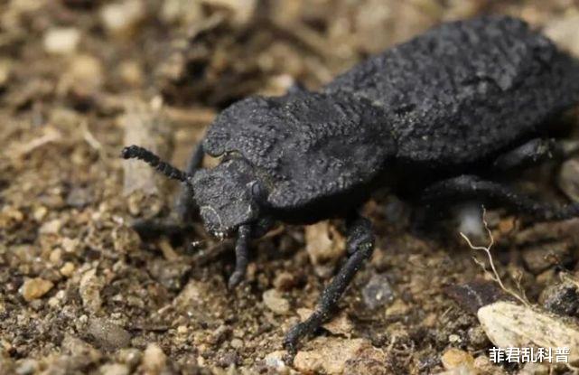 汽车 踩不死，汽车碾压也没事！赐名“恶魔”的甲虫几乎坚不可摧