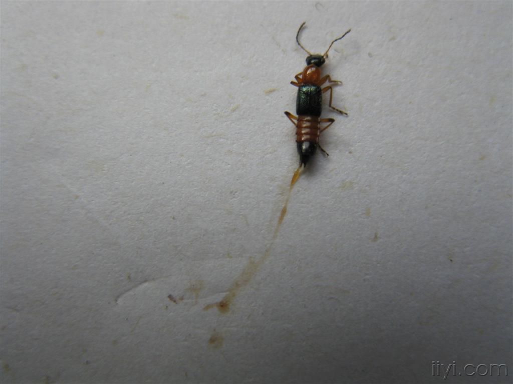 隐翅虫|除了蛇、蚁、蚊，这种昆虫，也是野外钓鱼人的大敌