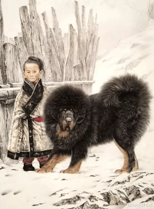 微风执杯聊自然|被炒作之前的藏獒，生于荒野土坑，死于荒野战圈，是真正的中国獒