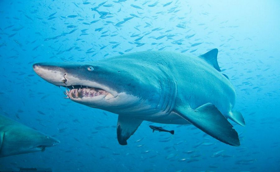 科学家 蚂蚁、蜜蜂需要睡觉吗？科学家发现，这些昆虫跟人类有本质区别！