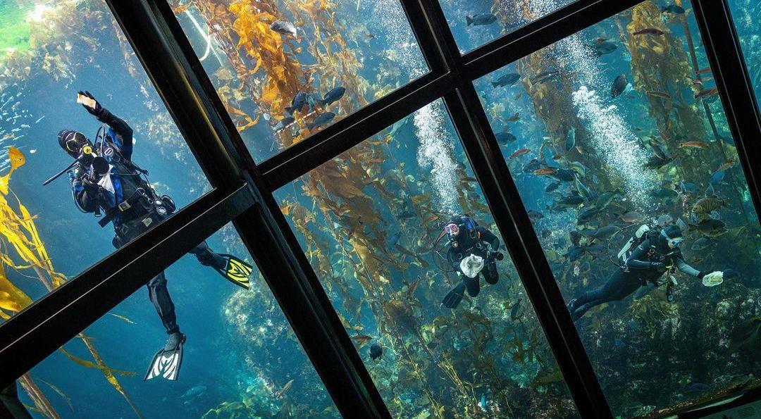 水族馆为啥没有大白鲨?最长圈养记录198天,咬死俩鲨鱼后被释放