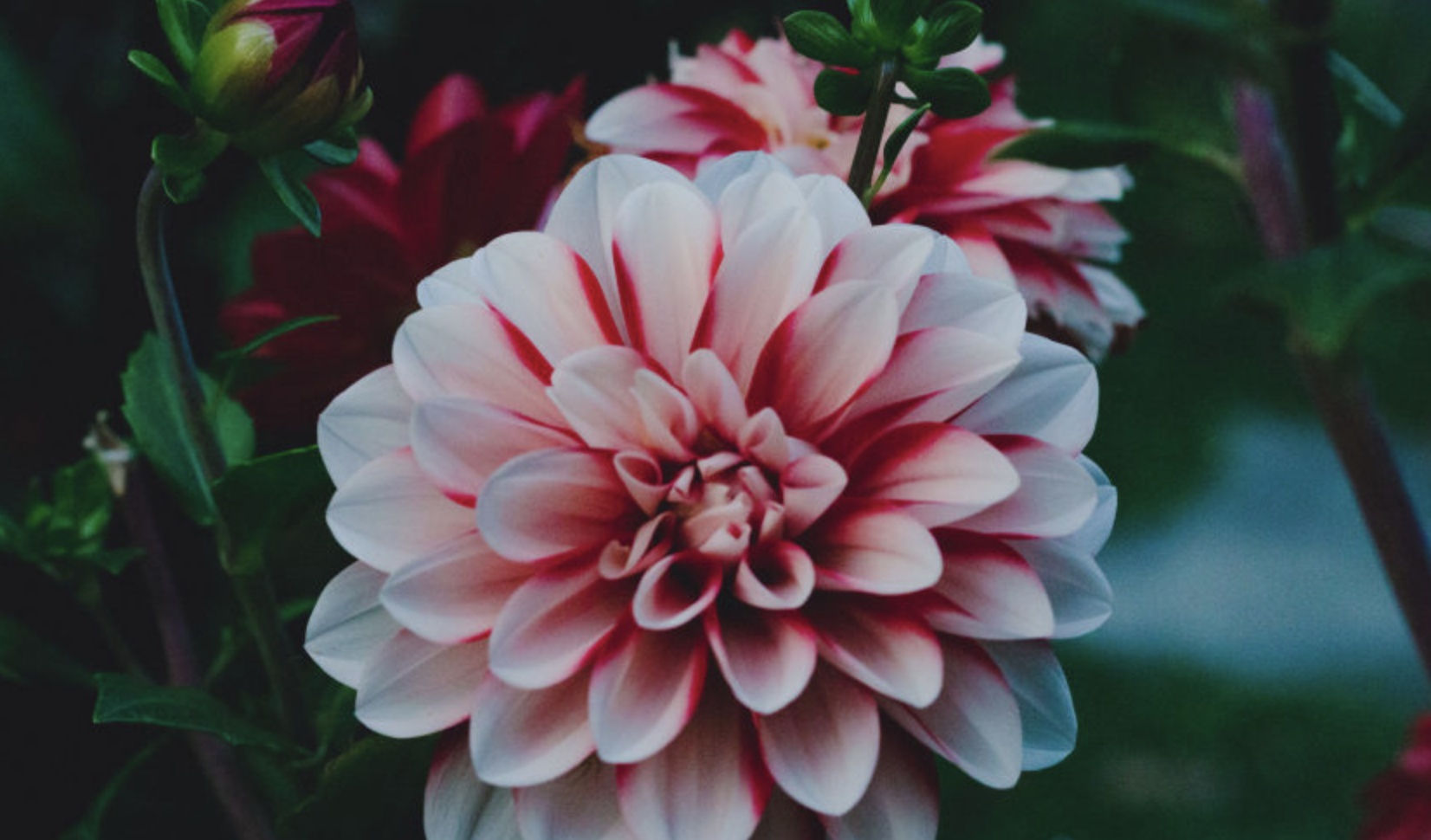 生肖夜梦|7月底，满目相思，回忆过往，甜蜜涌现，3生肖回头复合，再续前缘