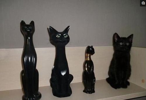 舜网 看一次笑一次,一只天鹅和一群火烈鸟在一起,结果天鹅学会了“伪装”