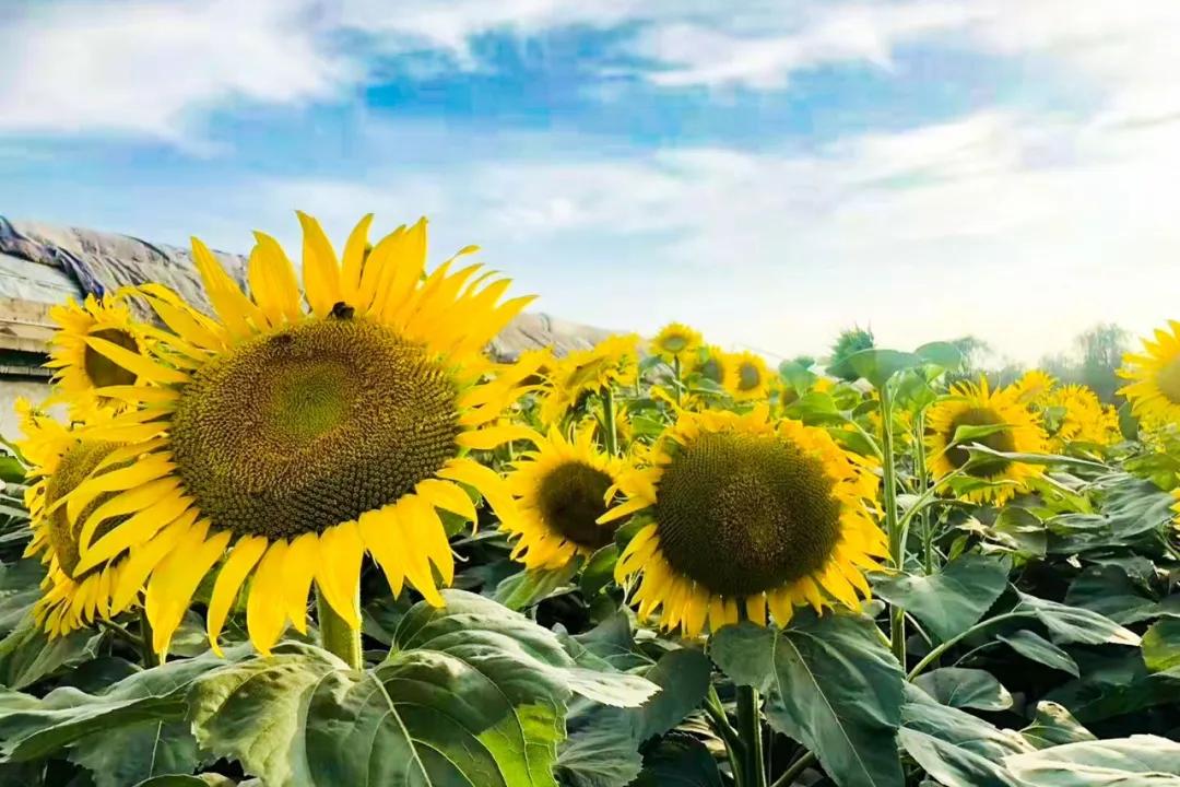 蟑螂|一对高学历夫妻的10年：有钱不享受，过得灰头土脸却很骄傲