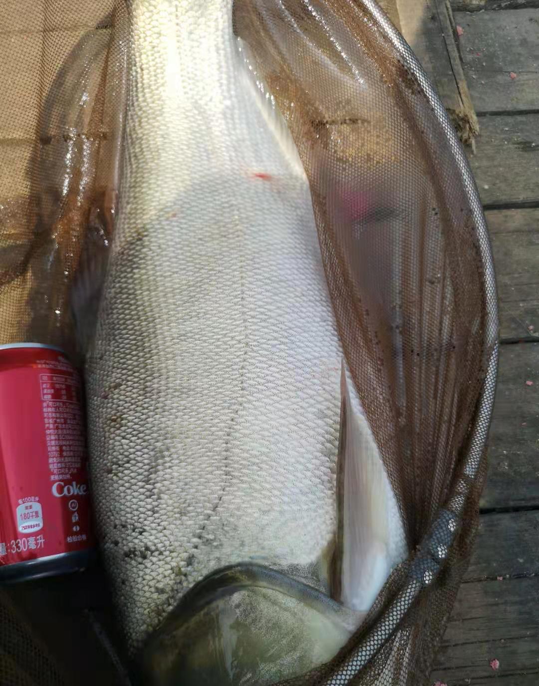 饵料|盘点几个被鱼鄙视的瞬间，鱼：小老弟，你会钓鱼吗？