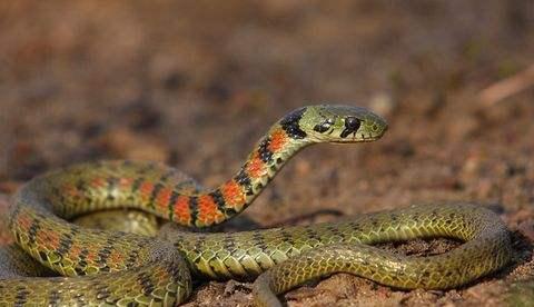 航天 虎斑颈槽蛇到底是不是毒蛇？如果被咬伤，它的毒性有多强