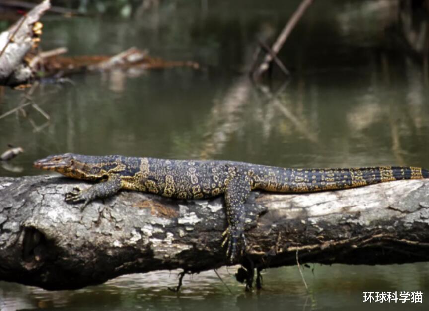 巨蜥 大蜥蜴！大蜥蜴！消失10多年，极危五爪金龙重现云南龙陵，什么样