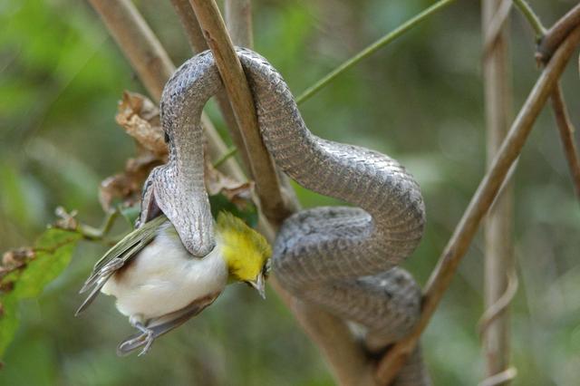 辽宁旅游地质砖家 大连这座小岛只生活着一种动物,还都有毒,却被专家视为“宝岛”