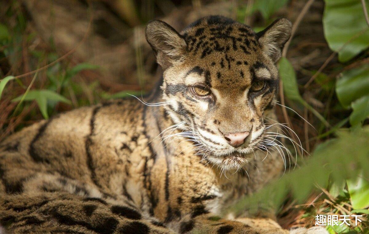 科学家 绝迹的云豹再次现身！领地升高1500米，科学家称危险已经逼近