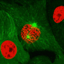  初中生物：中学生物精美动图GIF，边看边学！