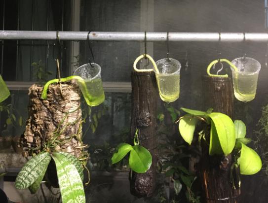 植萌|蝴蝶兰根不好，不妨用网兜住，再用保鲜膜保住，