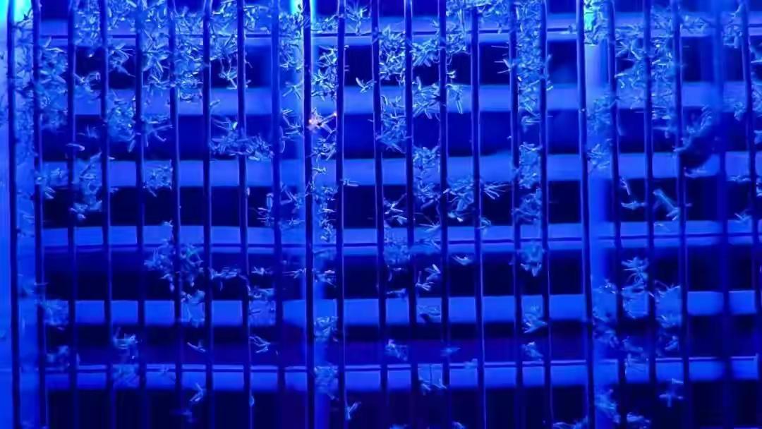 幸福孕孕|世界上蚊子最多的地方有多恐怖？