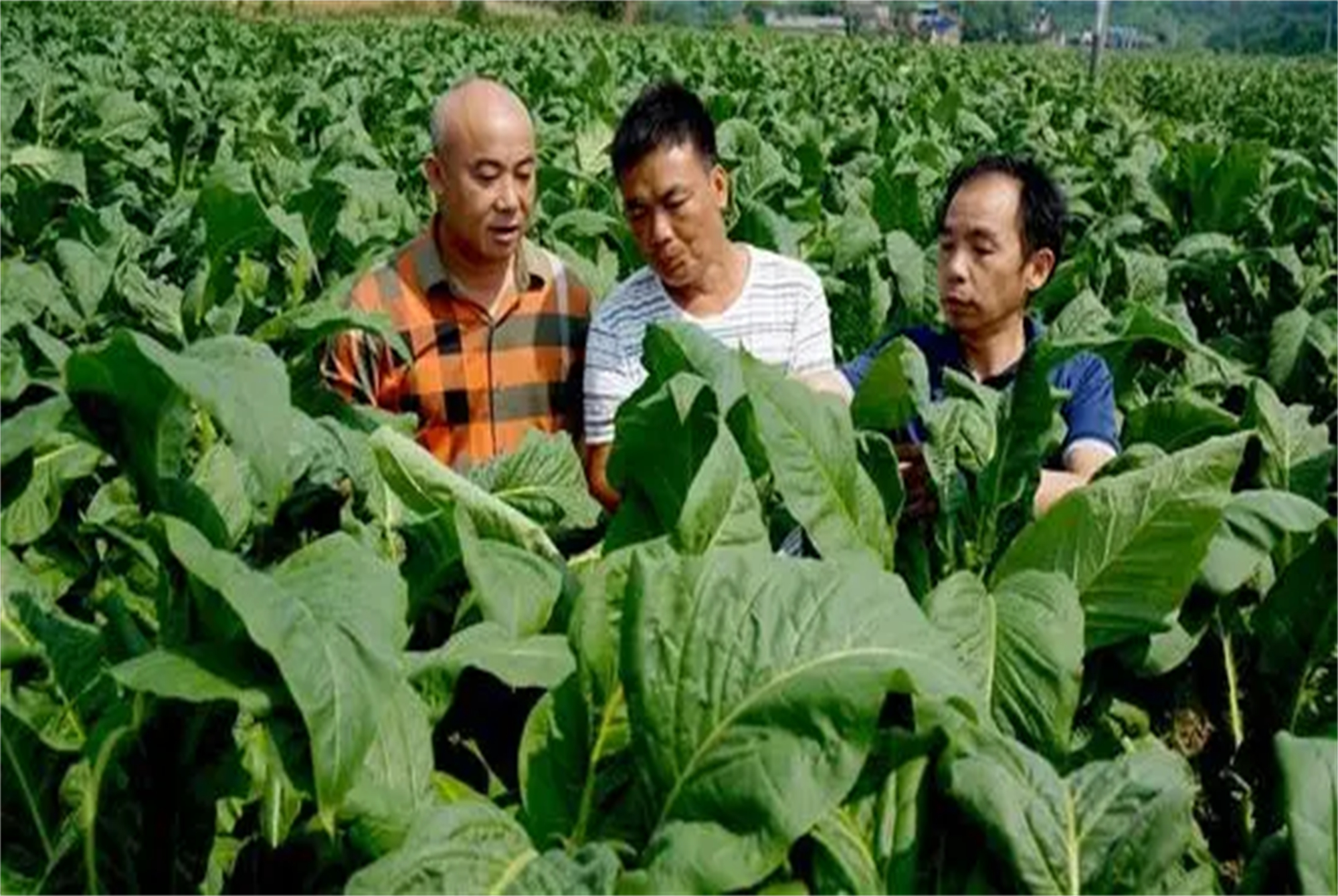 应届毕业生|21年应届毕业生有福了，中国烟草开始扩招，年薪至多可达6位数