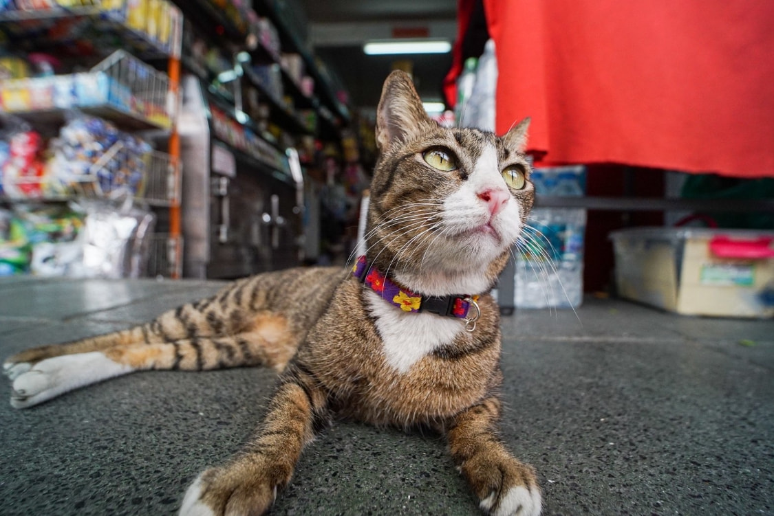 物联网|LOMO正式发布17mm F2.8全画幅超广角镜头