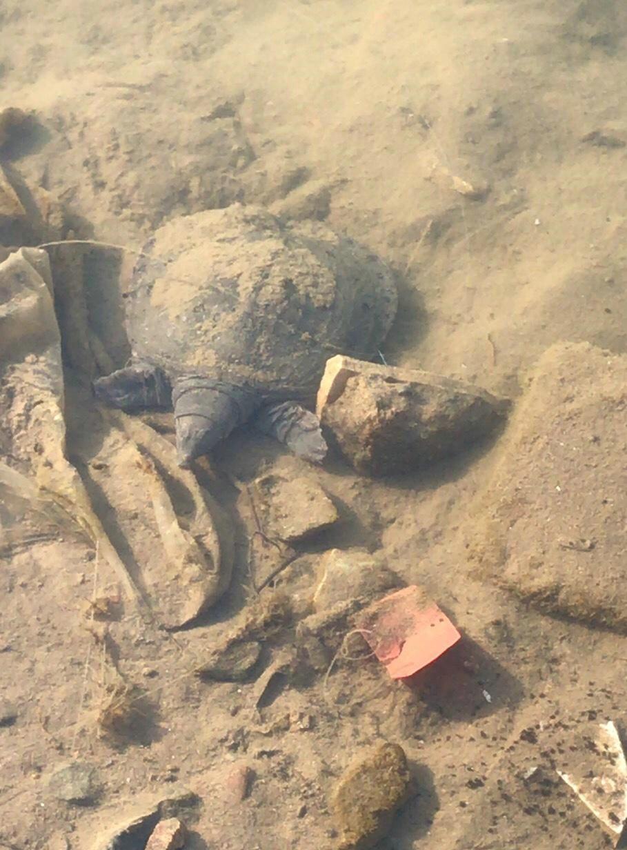 河北|河里的甲鱼被冻僵了随便捞?河北男子去钓鱼,竟捞了一桶甲鱼回来