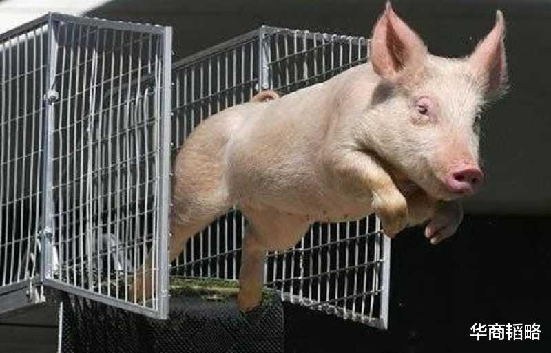 美国|饲料都被美国“卡脖子”!中国猪绕不开美国饲料?