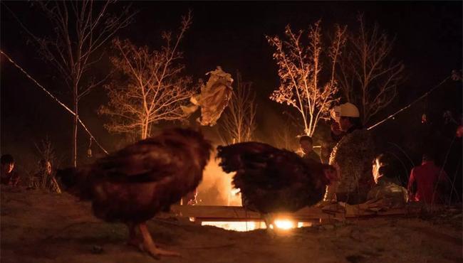 卫星 公鸡为什么能够报晓？