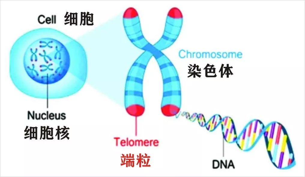 基因 PNAS：华人团队发现，垃圾DNA序列在寿命和癌症中发挥重要作用