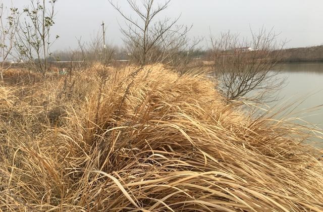 |2次野钓经历，此后钓鱼必穿水鞋，全村吃饭蛇为何是钓鱼人的大敌
