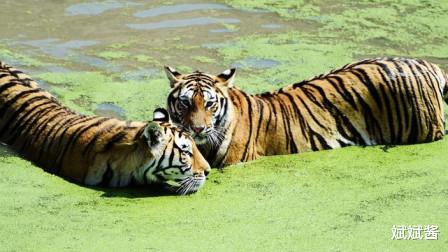 斌斌酱|如果放两只老虎到非洲草原,它克服三方面挑战后,会取代狮子成为新的之王吗?