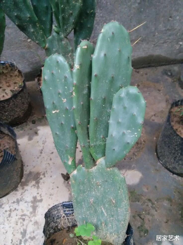 居家艺术 养这些多肉植物吧，能玩就玩一玩，不能玩就把它吃掉！