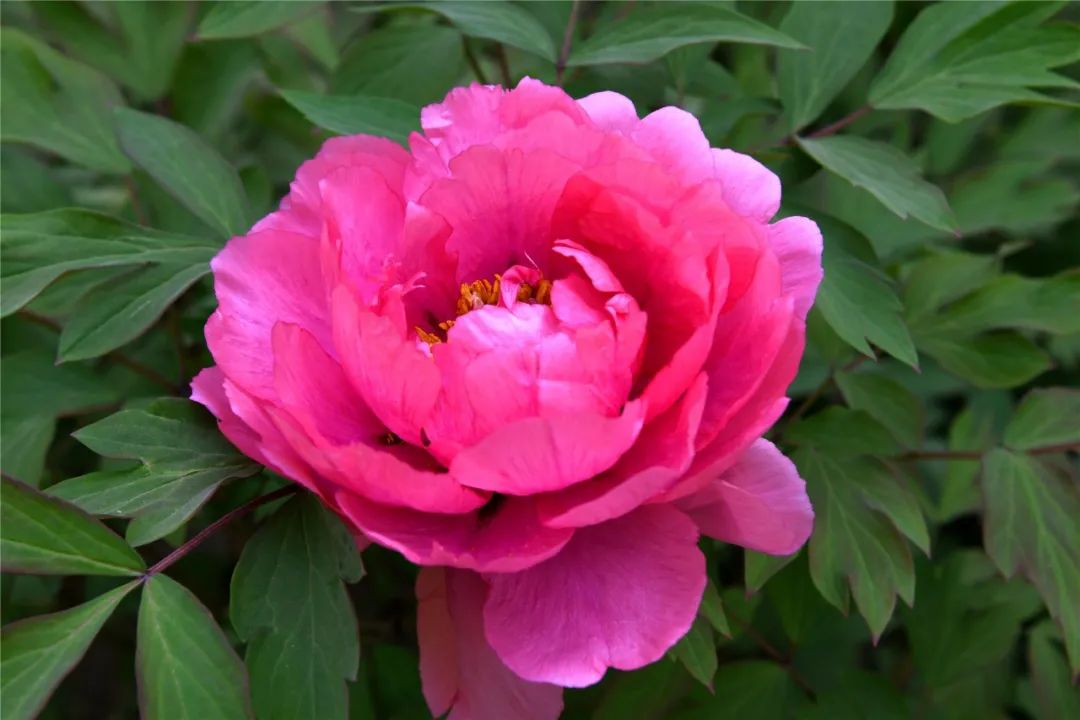 巴彦淖尔直通车 打卡！临河这里将新添一处百合花海