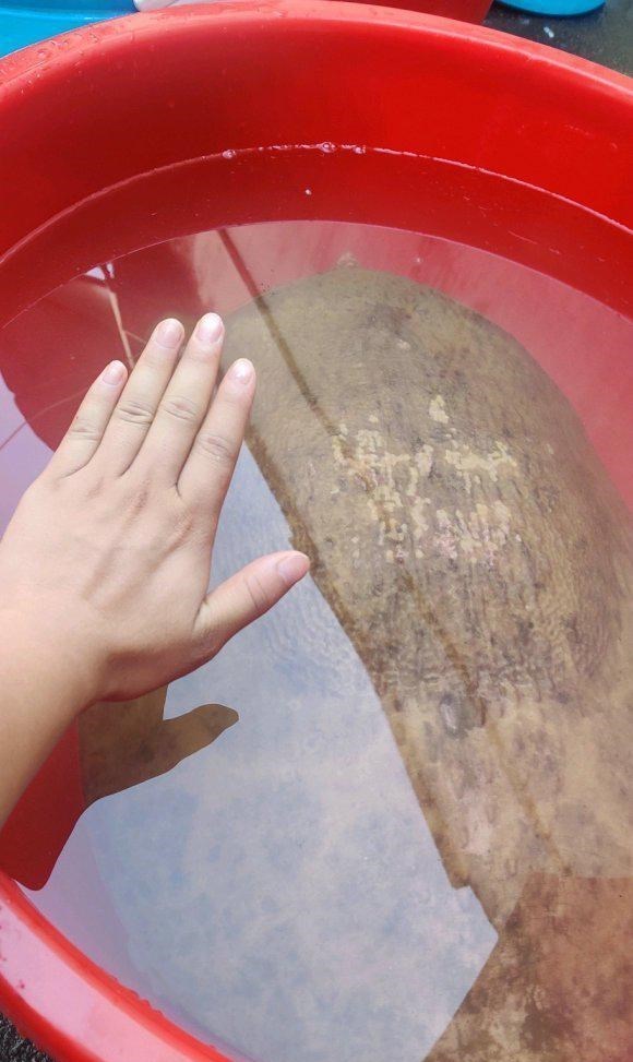 水库|广东钓鱼人,水库夜钓遭遇30斤罕见“巨鳖”,将近水盆大