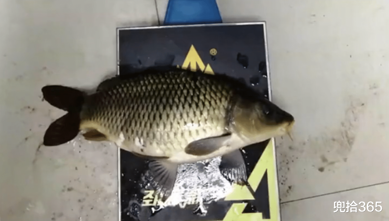 |钓鱼黑科技，重庆开州男子刚勾起了一条大鱼，还没高兴完就悲剧了