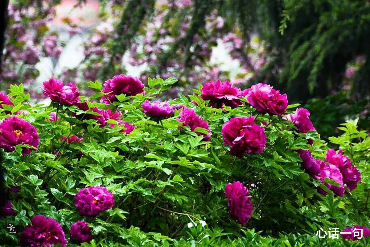 心话一句 这个世间上最美的情话，应该是：早安和晚安