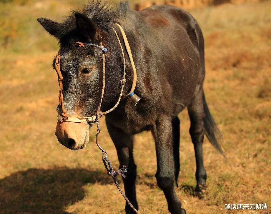 染色体 骡子不能生育下一代,怀孕必死?不要被骗了,骡子有隐藏技能