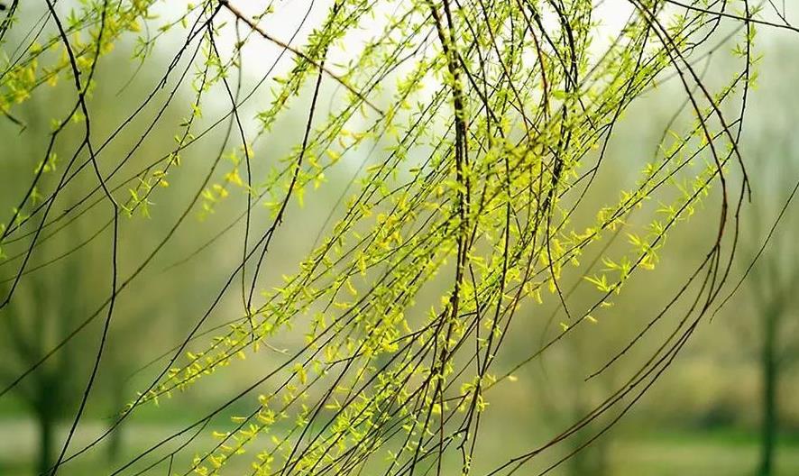 俗话说“一个绿萝七个鬼”，养绿萝真的好吗？老祖宗都有啥讲究