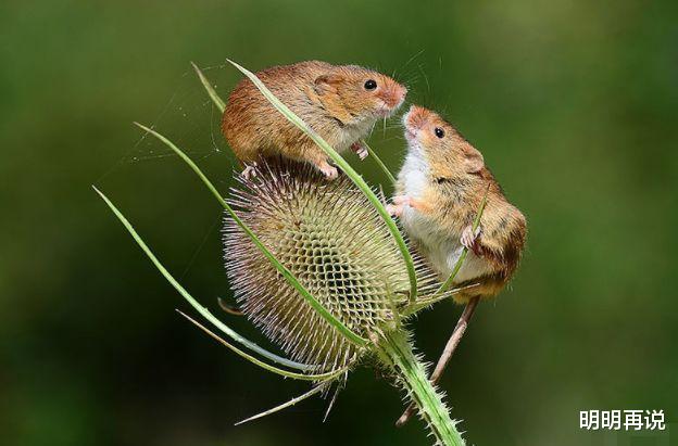 明明再说 喜气洋洋的属鼠人，四月田宅宫得喜梓、红鸾吉星照耀