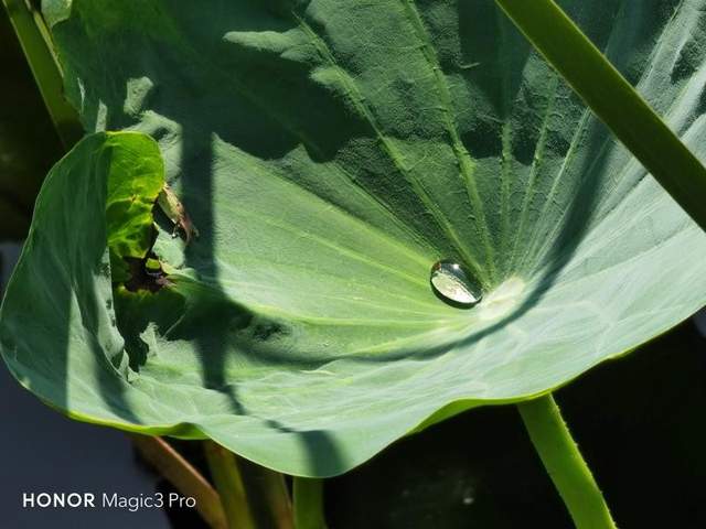 社会养老 大气与质感并存，荣耀Magic3 Pro手机评测体验，值得买吗？