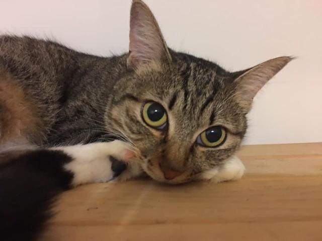 碰瓷 小哥被孕猫碰瓷，只能带回家伺候，9天后猫肚子却瘪了，你孩子呢