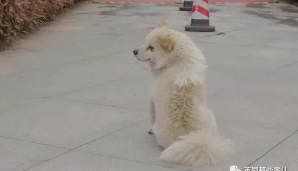 东丞侃天下 好想你，在武汉封城期间陪伴了我2个月……现在，你在哪？